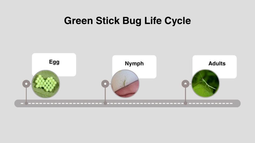 Green Stick Bug Life Cycle