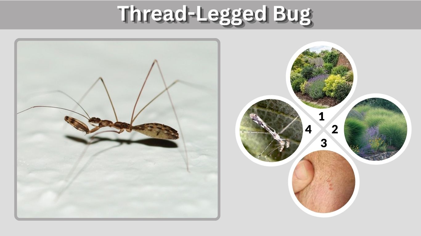 Thread-Legged Bug: Identification, Diet, Bite & Facts