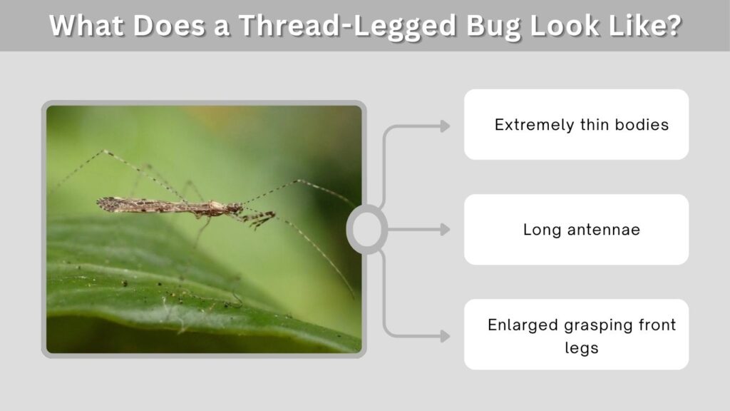 What Does a Thread-Legged Bug Look Like?