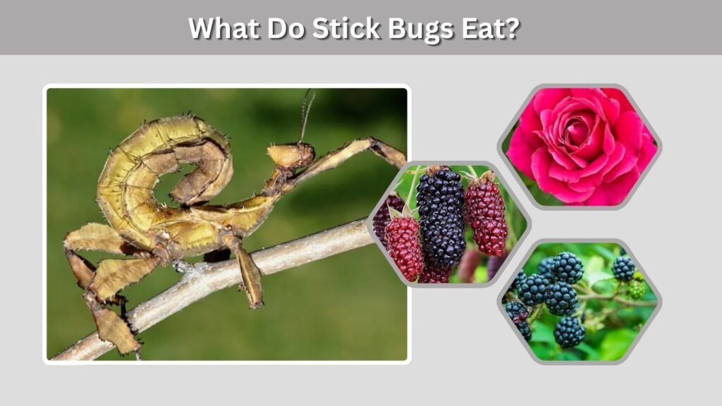 What Do Stick Bugs Eat?