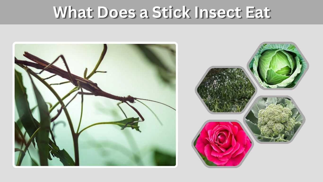 What Does a Stick Insect Eat? Foods, Leaves and Feeding Guide
