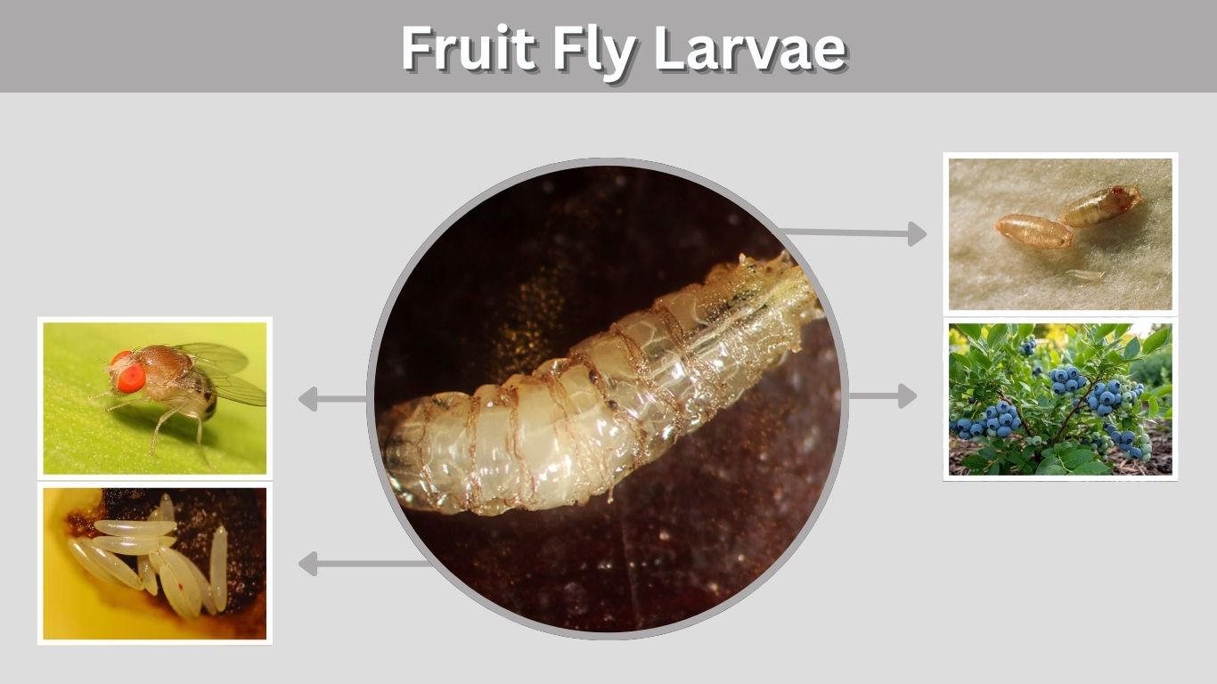 Fruit Fly Larvae: Identification, Size, Life Cycle & Removal