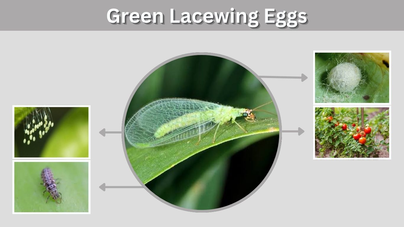 Green Lacewing Eggs: Hatching, Release & Pest Control