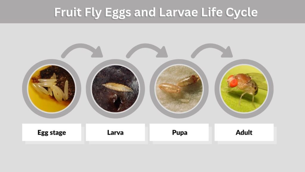 Fruit Fly Eggs and Larvae Life Cycle