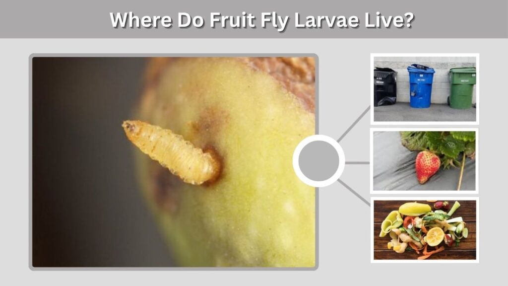 Where Do Fruit Fly Larvae Live?