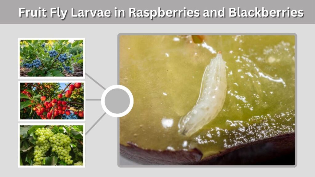 Fruit Fly Larvae in Raspberries and Blackberries