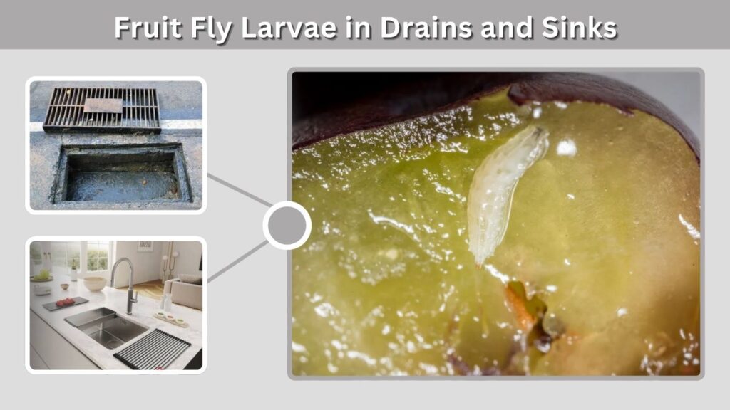 Fruit Fly Larvae in Drains and Sinks
