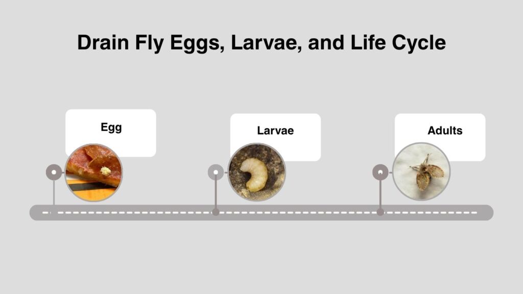 Drain Fly Eggs, Larvae, and Life Cycle