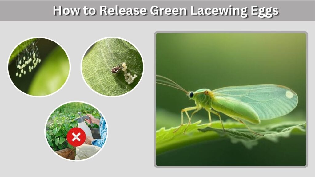 How to Release Green Lacewing Eggs