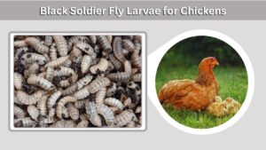 Black Soldier Fly Larvae for Chickens: Benefits & Feeding Guide