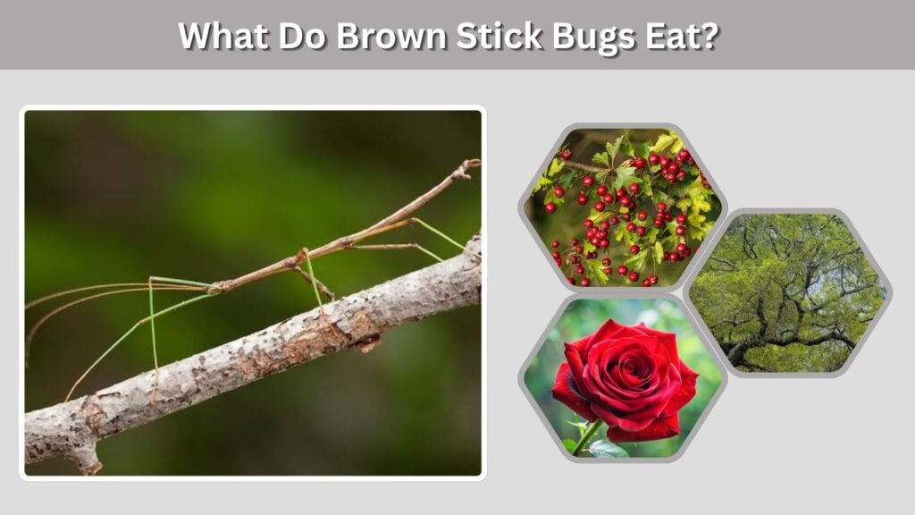 What Do Brown Stick Bugs Eat?