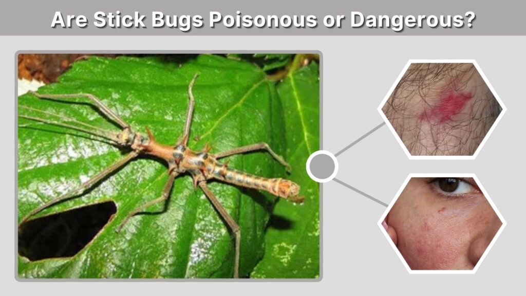 Are Stick Bugs Poisonous or Dangerous?