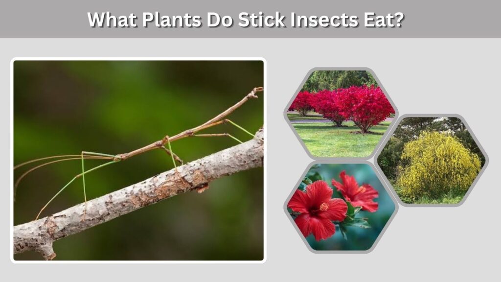 What Plants Do Stick Insects Eat?