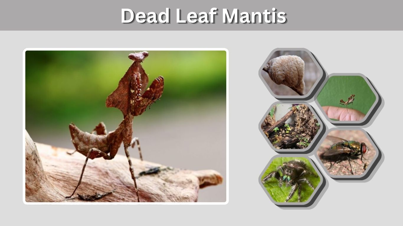 Dead Leaf Mantis: Size, Habitat, Diet, Care & Facts