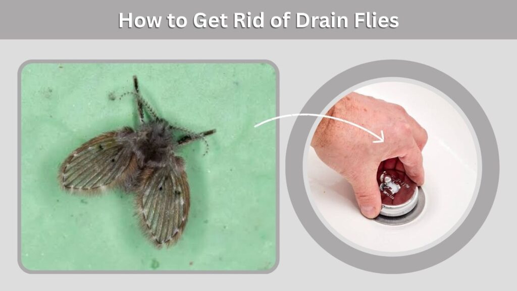 How to Get Rid of Drain Flies