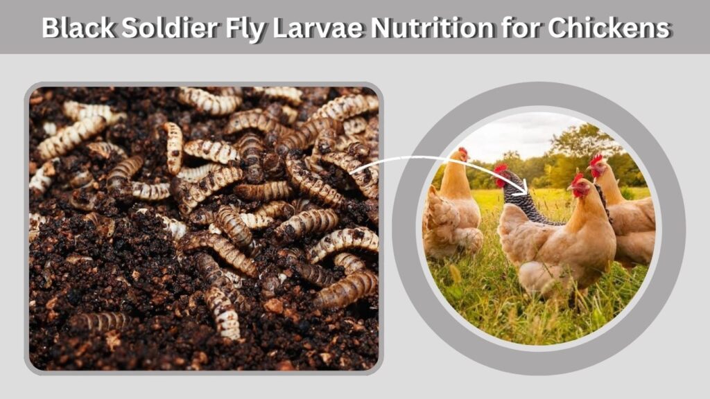 Black Soldier Fly Larvae Nutrition for Chickens