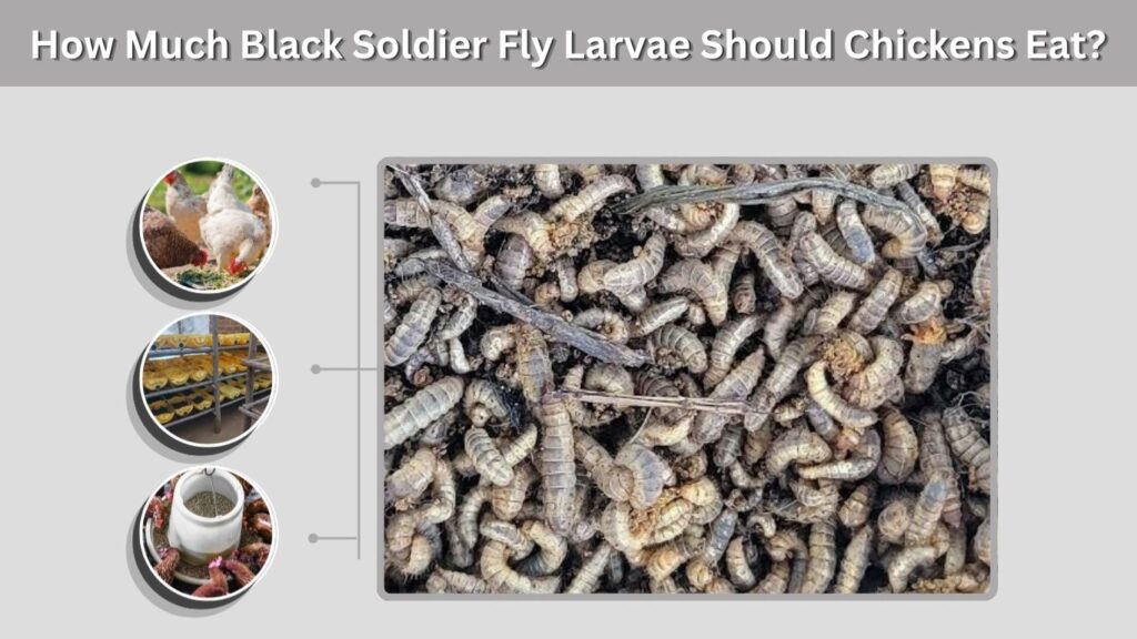 How Much Black Soldier Fly Larvae Should Chickens Eat?
