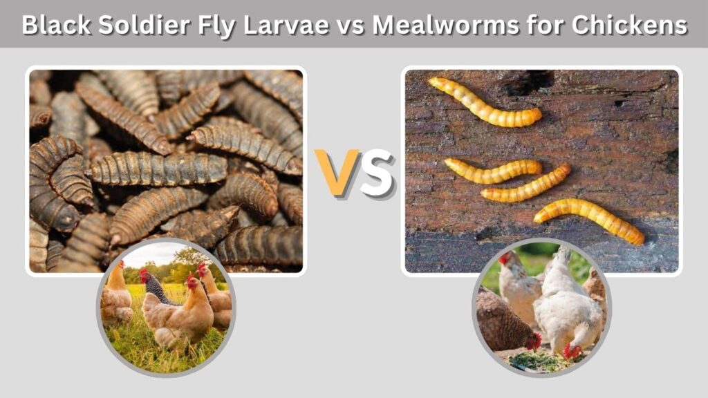 Black Soldier Fly Larvae vs Mealworms for Chickens