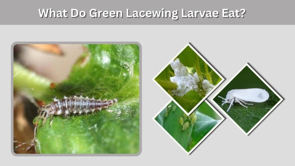 What Do Green Lacewing Larvae Eat?