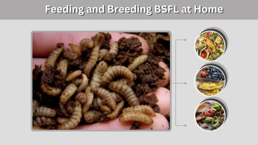 Feeding and Breeding BSFL at Home