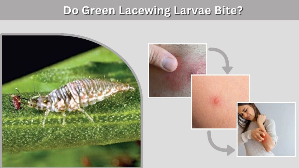 Do Green Lacewing Larvae Bite?