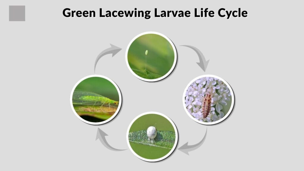 Green Lacewing Larvae Life Cycle
