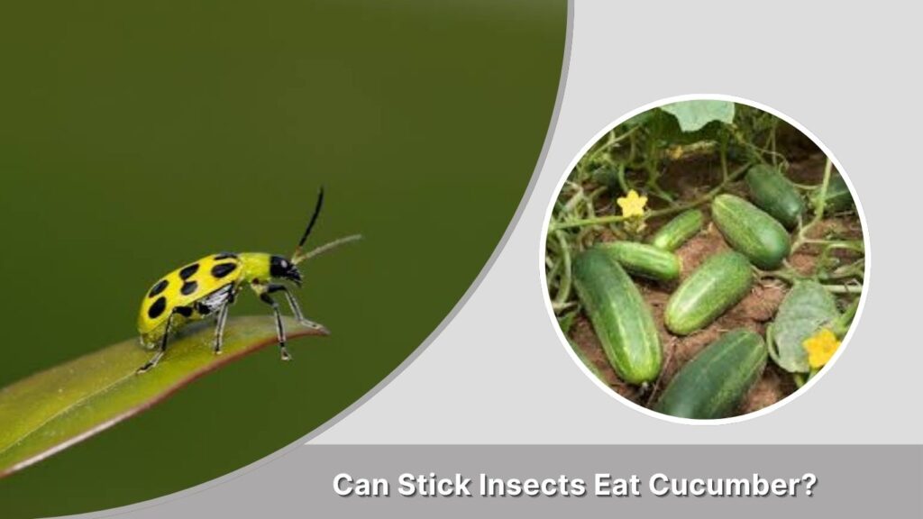 Can Stick Insects Eat Cucumber?