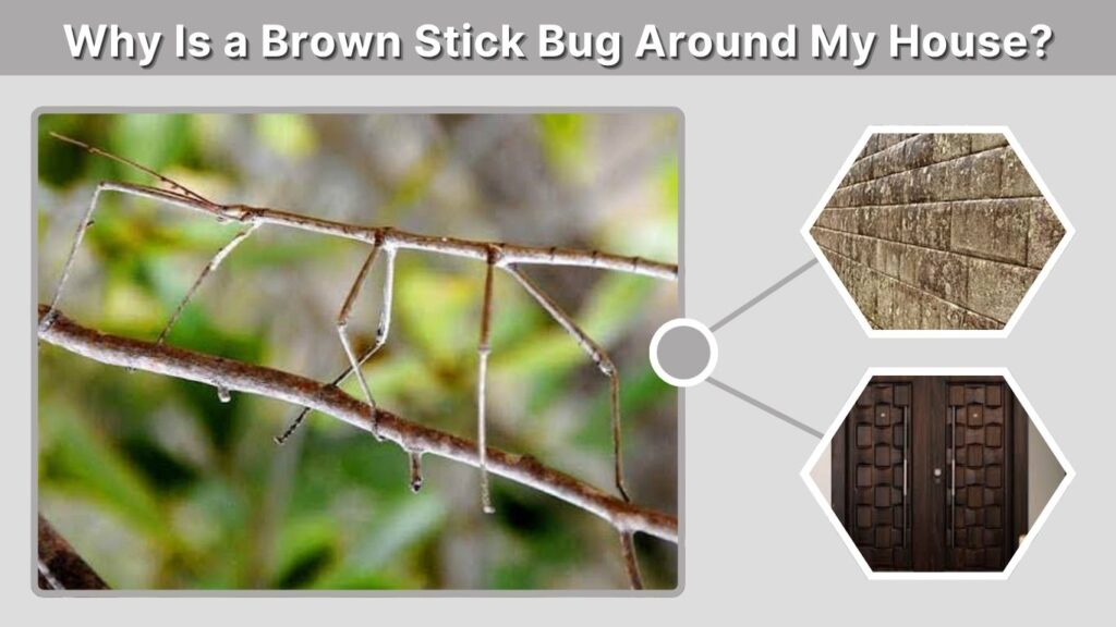 Why Is a Brown Stick Bug Around My House?