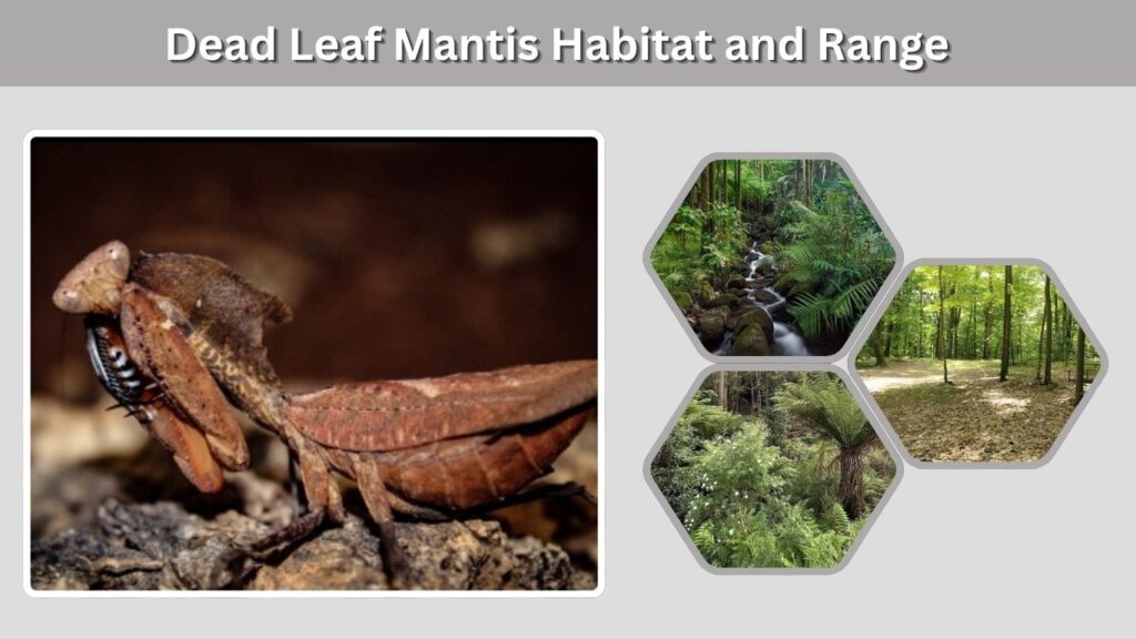 Dead Leaf Mantis Habitat and Range