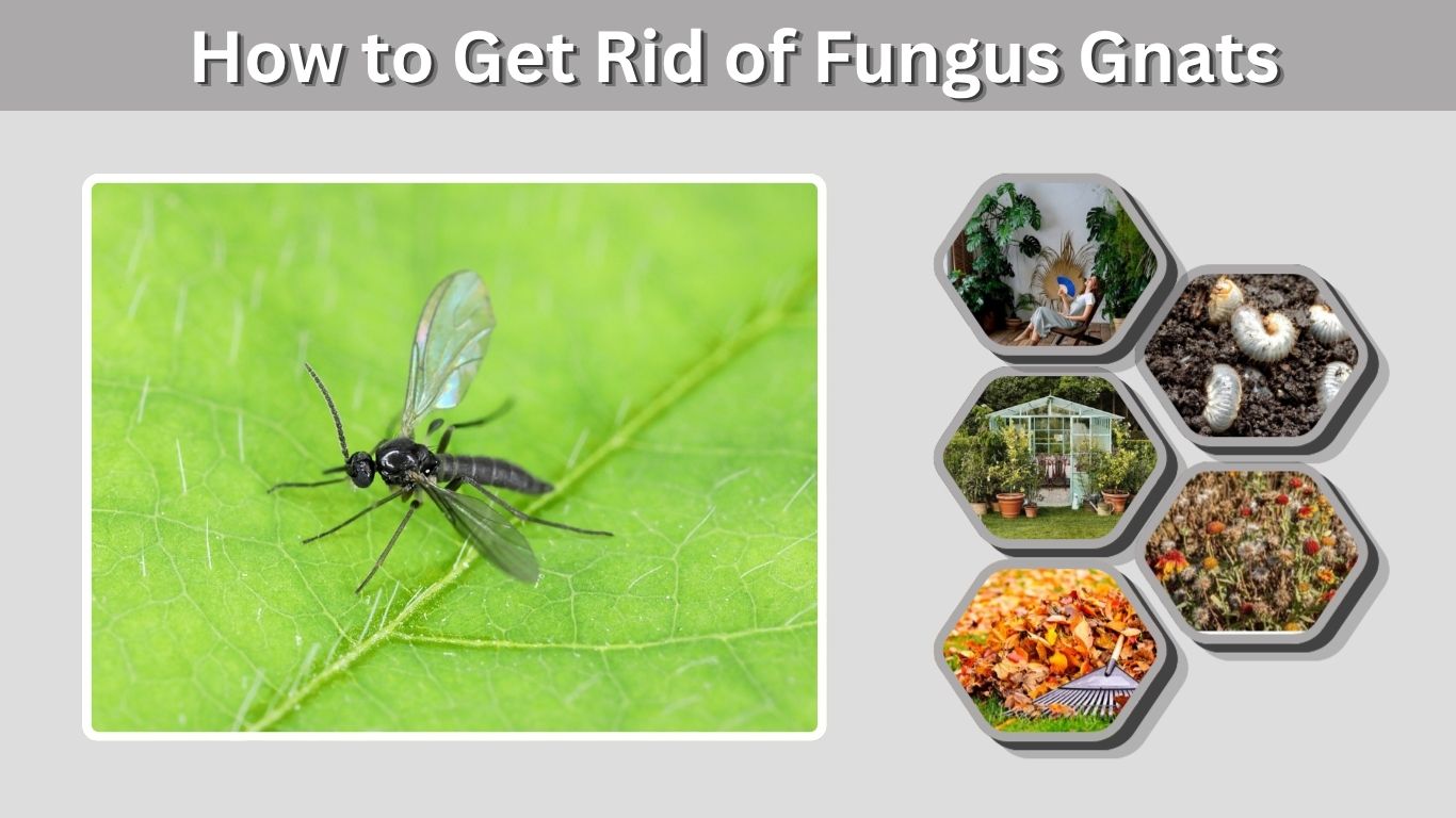 How to Get Rid of Fungus Gnats: 10 Effective Ways