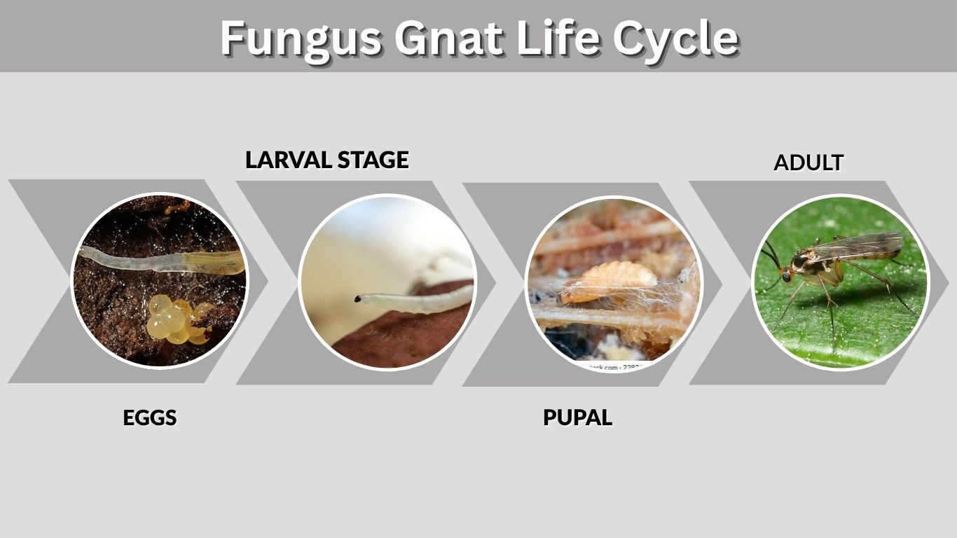 Fungus Gnat Life Cycle: Stages, Timeline and Control