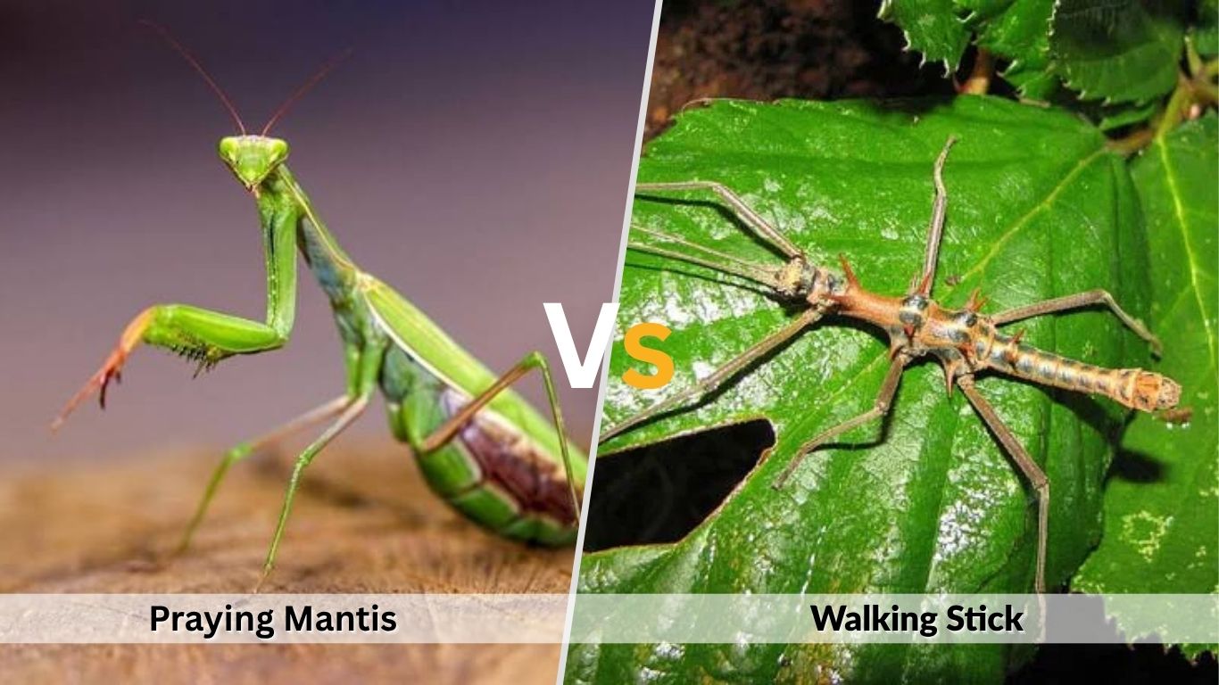 Praying Mantis vs Walking Stick: Key Differences