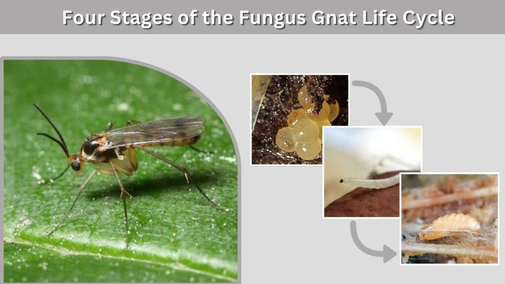 Four Stages of the Fungus Gnat Life Cycle