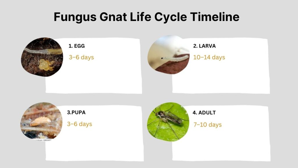 Fungus Gnat Life Cycle Timeline