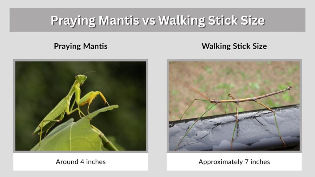 Praying Mantis vs Walking Stick Size