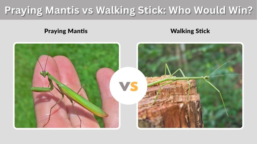 Praying Mantis vs Walking Stick: Who Would Win?