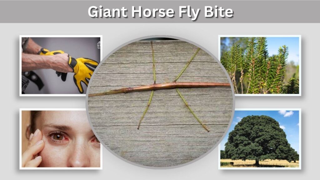 Stick Insects Florida Walking Stick Bug: Identification, Spray, and Facts