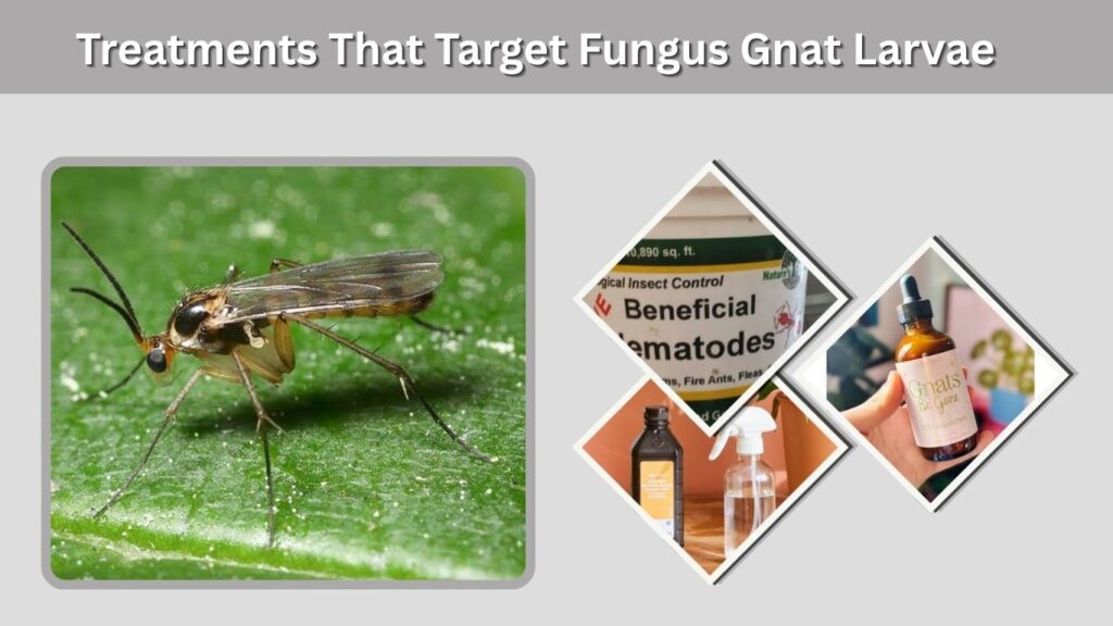 Treatments That Target Fungus Gnat Larvae
