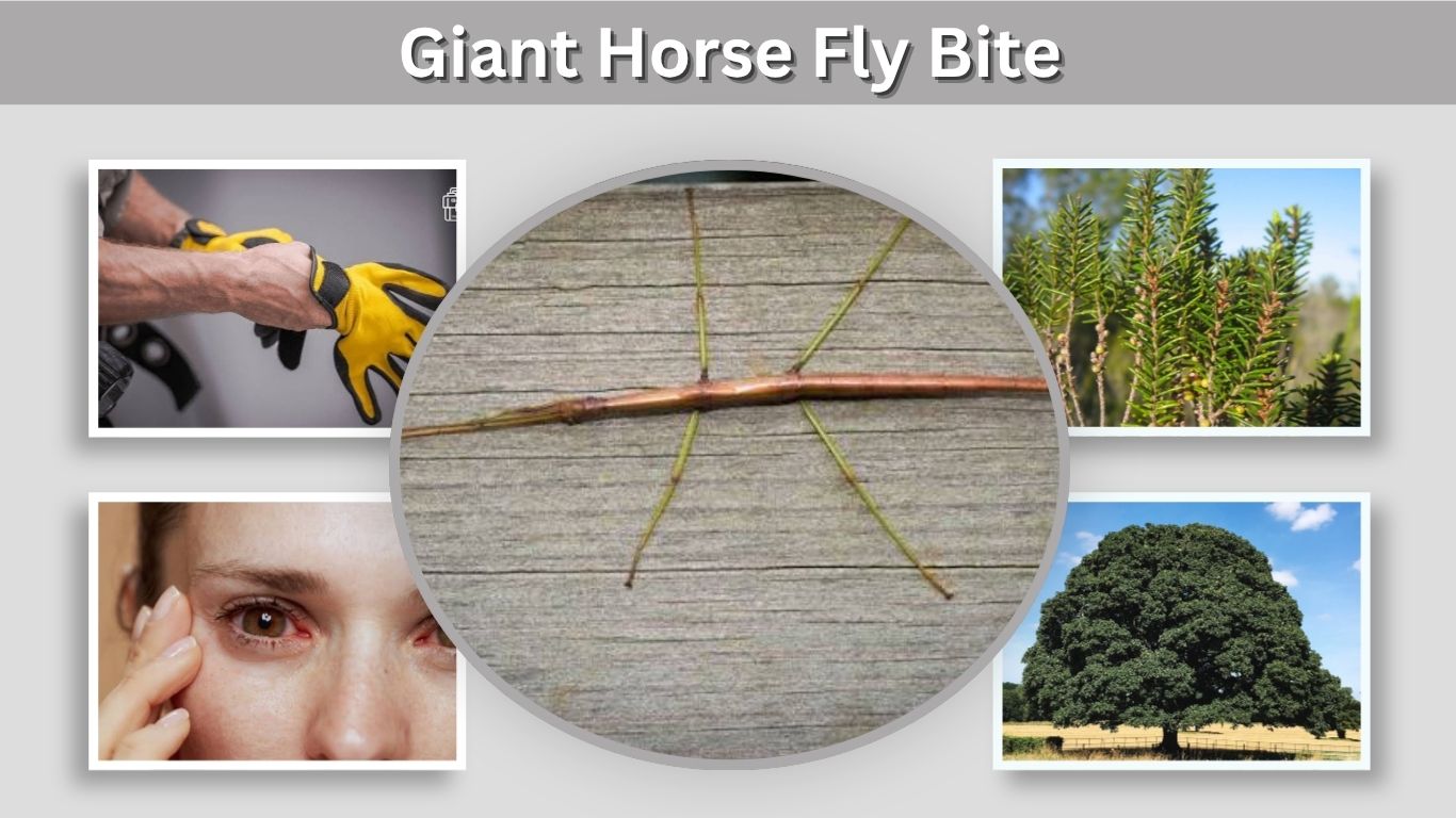 Florida Walking Stick Bug: Identification, Spray, and Facts