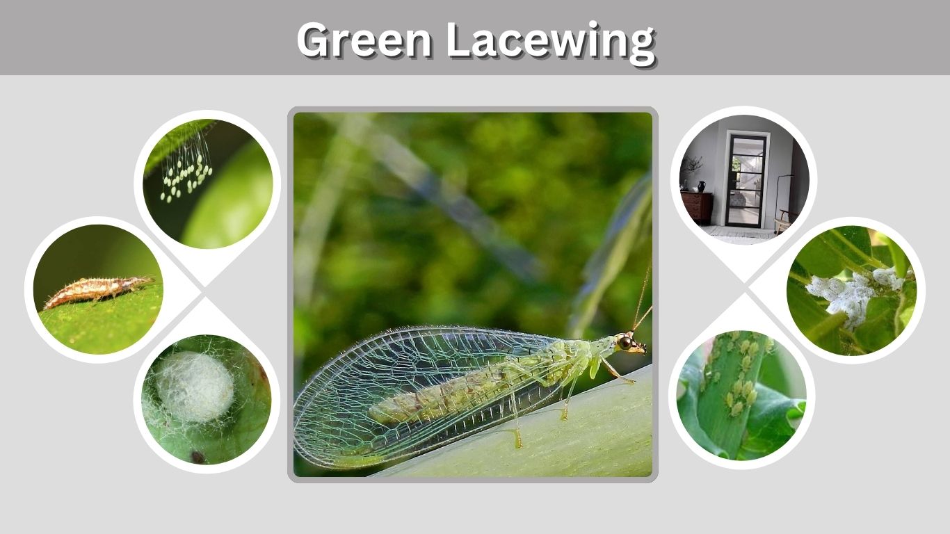 Green Lacewing: Identification, Life Cycle, Diet & Benefits