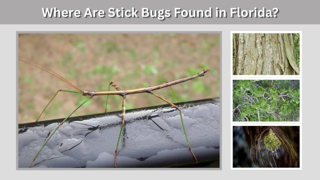 Where Are Stick Bugs Found in Florida?