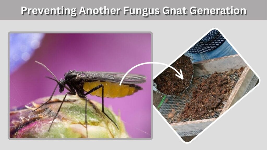 Preventing Another Fungus Gnat Generation