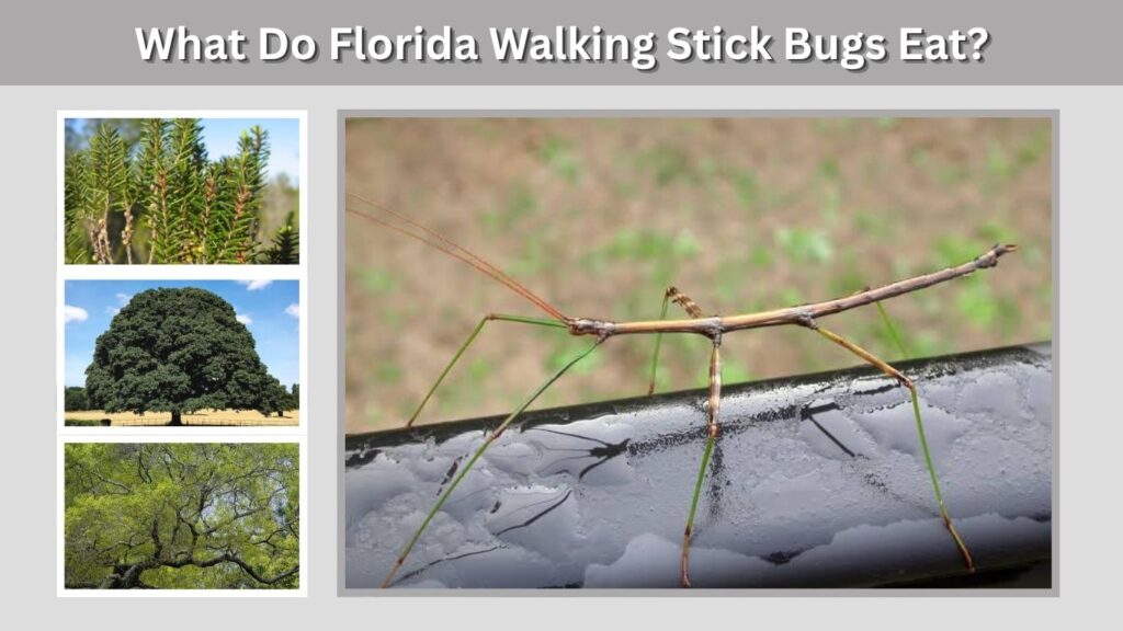What Do Florida Walking Stick Bugs Eat?