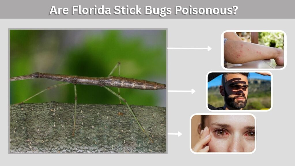 Are Florida Stick Bugs Poisonous?
