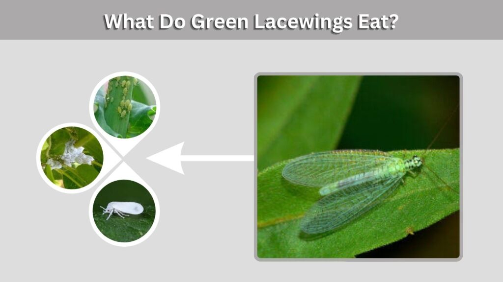 What Do Green Lacewings Eat?