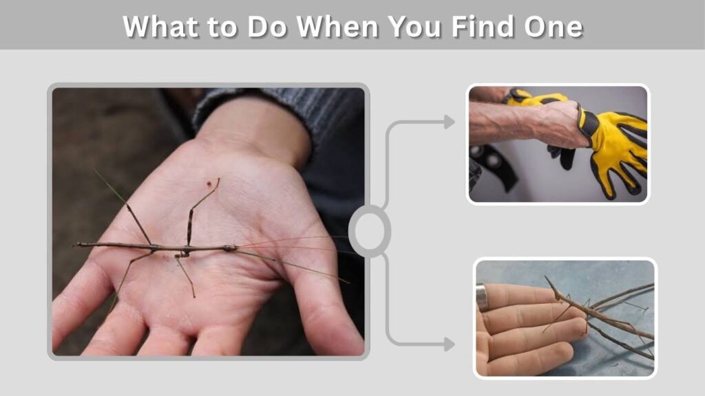 What to Do When You Find One