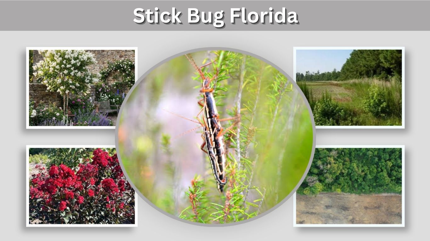 Stick Bug Florida: Identification, Species, Size, and Safety
