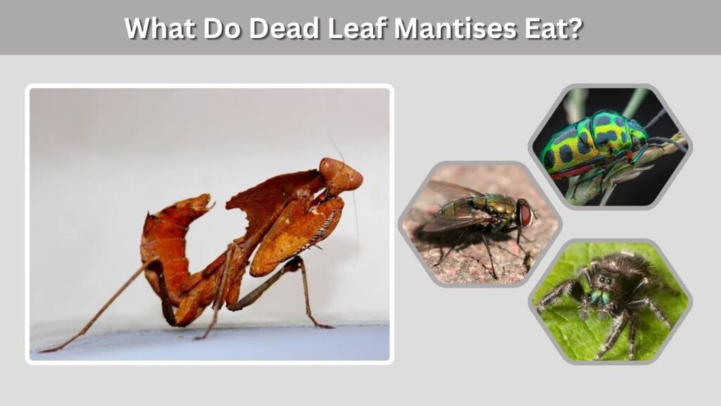 What Do Dead Leaf Mantises Eat?