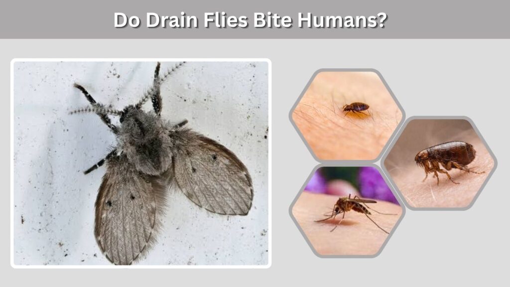 Do Drain Flies Bite Humans?
