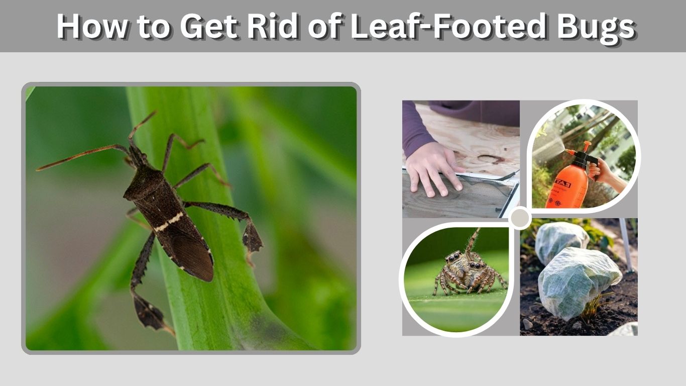How to Get Rid of Leaf-Footed Bugs Naturally
